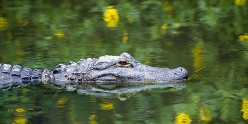 Alligator - Signification et symbolisme des rêves 94