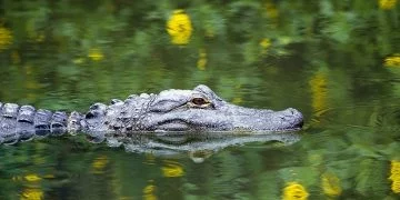 Alligator - Signification et symbolisme des rêves 25