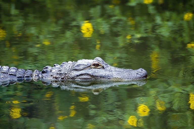 Alligator - Signification et symbolisme des rêves 1