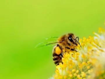 Abeille - Signification Et Symbolisme Des Rêves 17