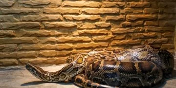 Grand Serpent – Signification Et Symbolisme Des Rêves 118