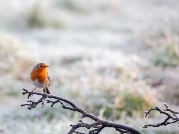 Oiseau – Signification Et Symbolisme Des Rêves 46