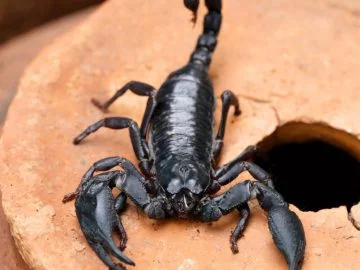 Black Scorpion