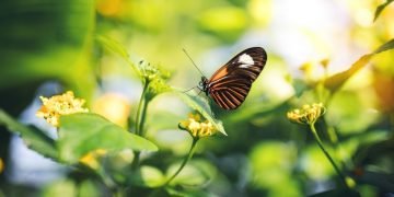 Papillon - Signification Et Symbolisme Des Rêves 75