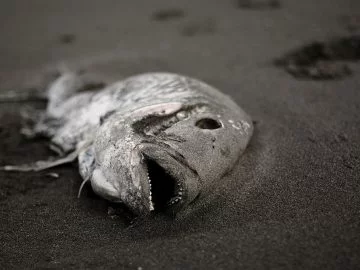 Poisson Mort - Signification Et Symbolisme Des Rêves 5