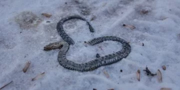 Serpent Mort – Signification Et Symbolisme Des Rêves 114