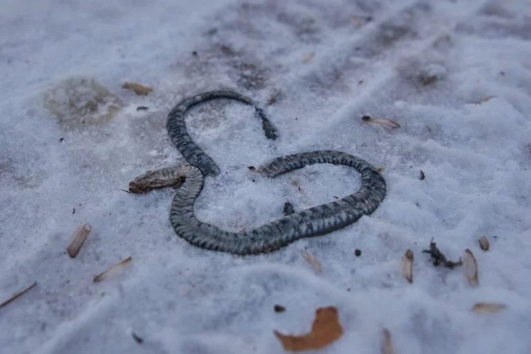 Serpent Mort – Signification Et Symbolisme Des Rêves 1