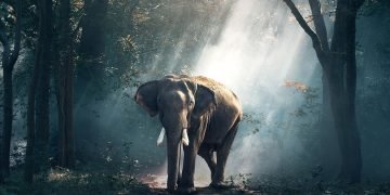 Éléphant - Signification Et Symbolisme Des Rêves 36