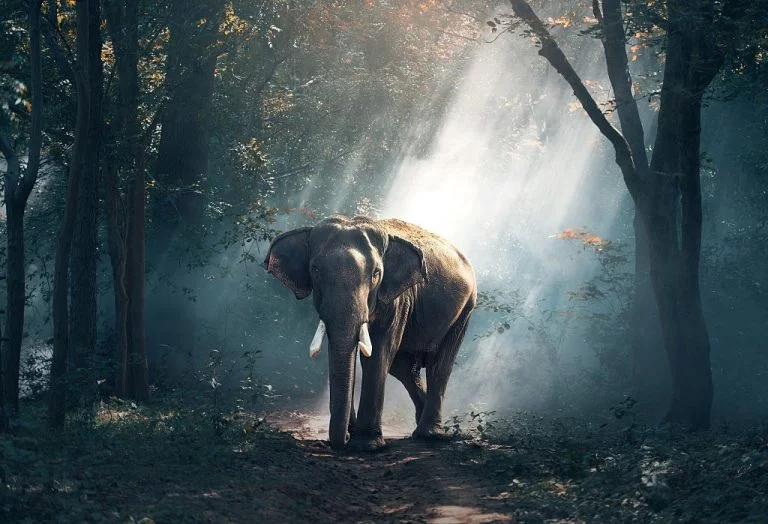 Éléphant - Signification Et Symbolisme Des Rêves 1
