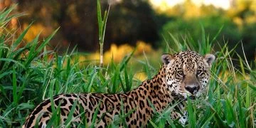 Jaguar - Signification Et Symbolisme Des Rêves 2