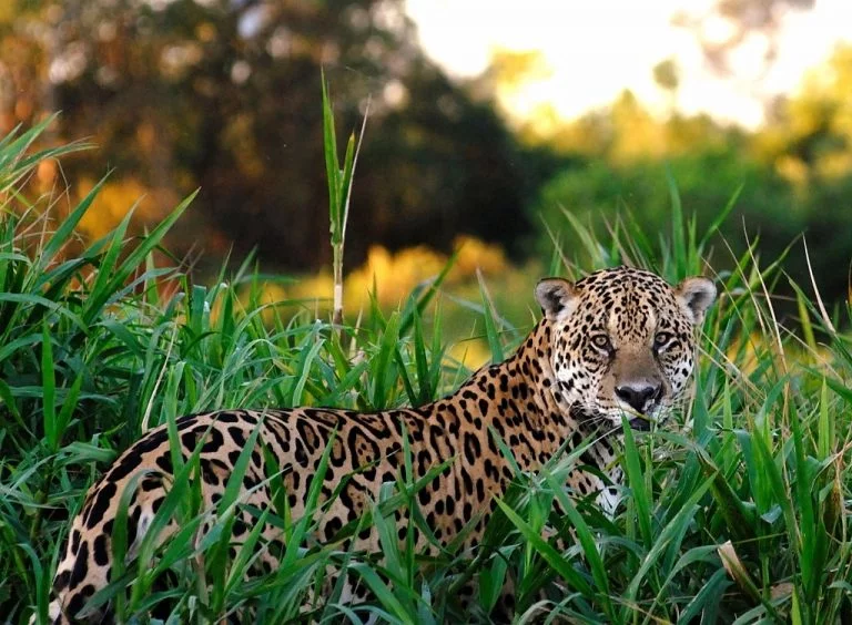 Jaguar - Signification Et Symbolisme Des Rêves 1
