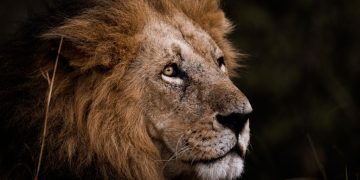 Lion - Signification Et Symbolisme Des Rêves 65