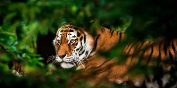 Tigre - Signification Et Symbolisme Des Rêves 78