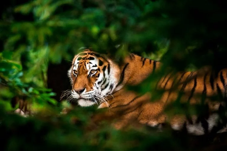 Tigre - Signification Et Symbolisme Des Rêves 1
