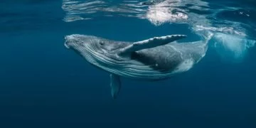 Baleine - Signification Et Symbolisme Des Rêves 80