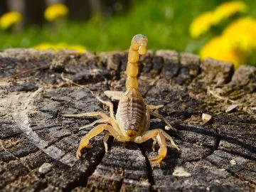 Yellow Scorpion