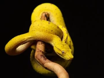 Serpent Jaune – Signification Et Symbolisme Des Rêves 29