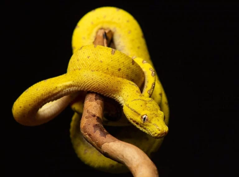 Serpent Jaune – Signification Et Symbolisme Des Rêves 1