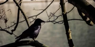 Oiseau Noir – Signification Et Symbolisme Des Rêves 41