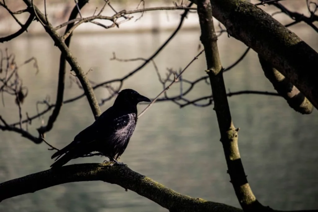 Oiseau Noir – Signification Et Symbolisme Des Rêves 1