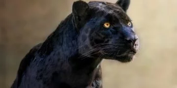 Jaguar Noir – Signification Et Symbolisme Des Rêves 37