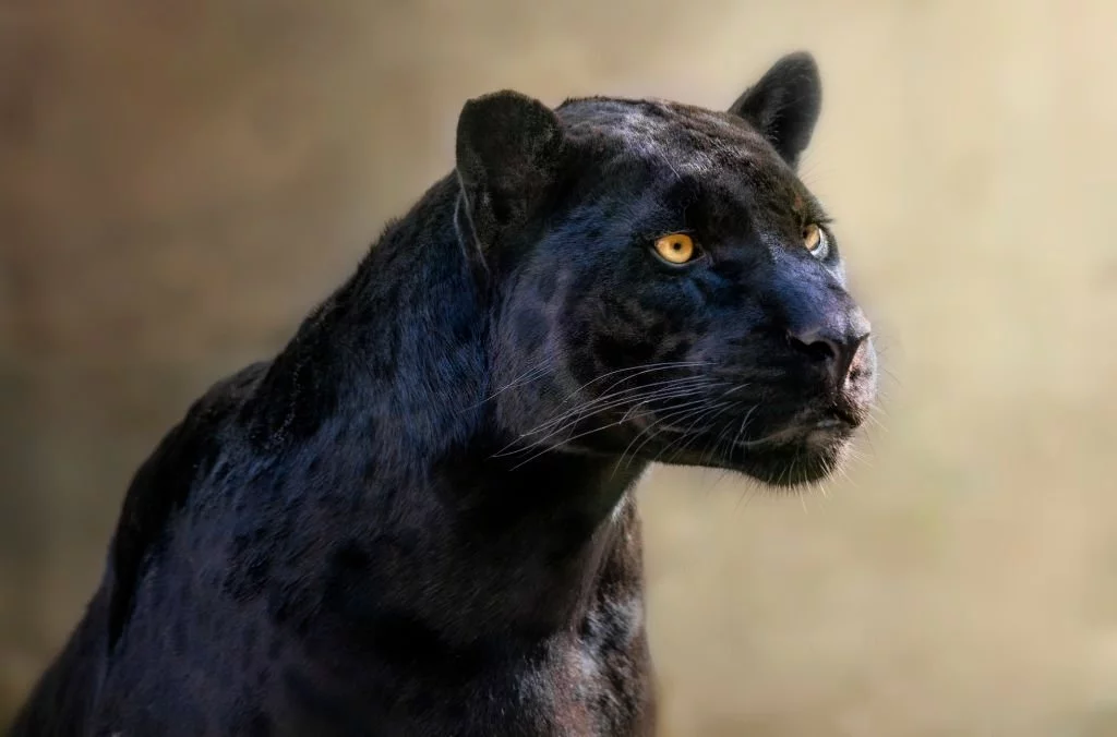 Jaguar Noir – Signification Et Symbolisme Des Rêves 1