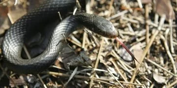 Serpent Noir – Signification Et Symbolisme Des Rêves 78