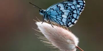 Papillon – Signification Et Symbolisme Des Rêves 6
