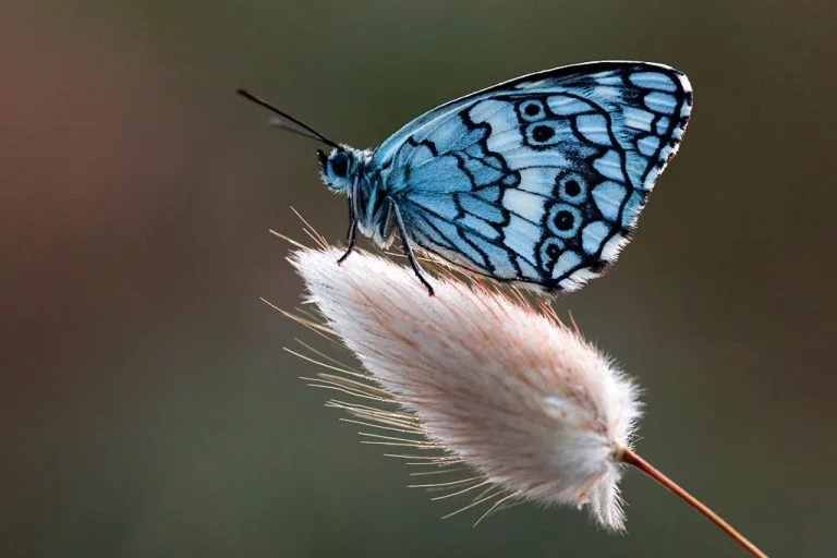 Papillon – Signification Et Symbolisme Des Rêves 1