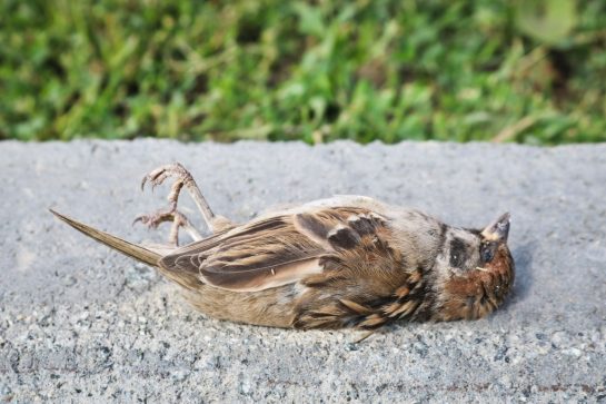 Dead-Bird-545x363.jpg