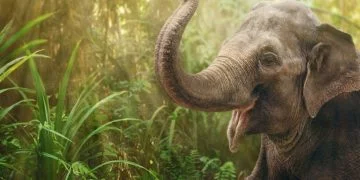 Éléphant – Signification Et Symbolisme Des Rêves 8