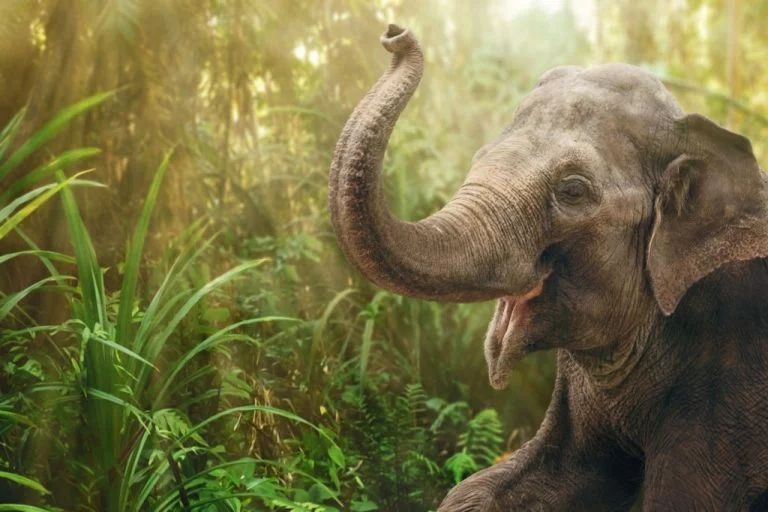 Éléphant – Signification Et Symbolisme Des Rêves 1