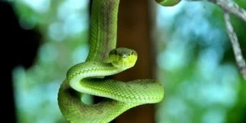 Serpent Vert – Signification Et Symbolisme Des Rêves 82