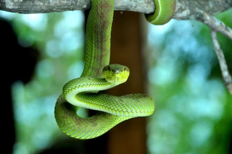 Serpent Vert – Signification Et Symbolisme Des Rêves 1