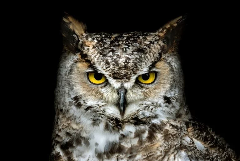 Maori Owl