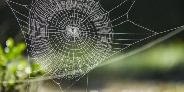Toile D'araignée – Signification Et Symbolisme Des Rêves 30