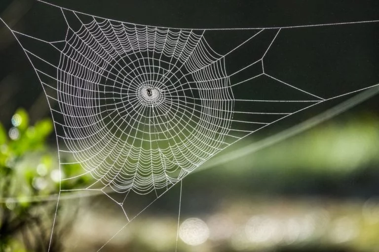 Toile D'araignée – Signification Et Symbolisme Des Rêves 1