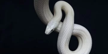 Serpent Blanc – Signification Et Symbolisme Des Rêves 70