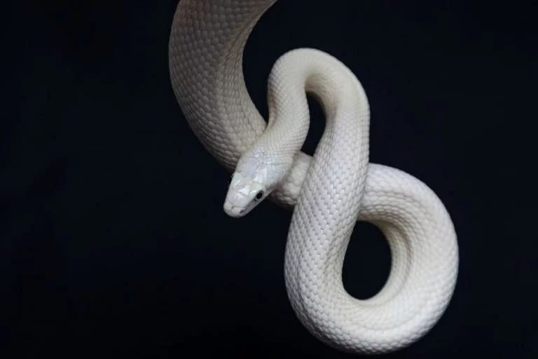 Serpent Blanc – Signification Et Symbolisme Des Rêves 1
