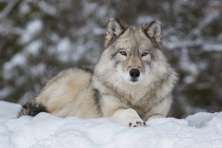 Wolf – Signification Et Symbolisme Des Rêves 1