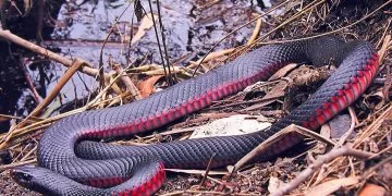 Serpent Rouge – Signification Et Symbolisme Des Rêves 1